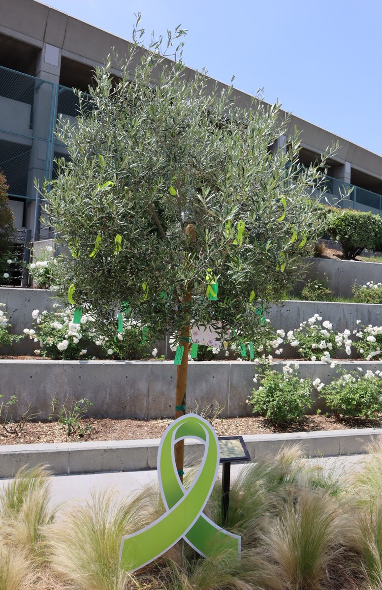 Kaiser Permanente Baldwin Park Medical Center (@kpbaldwinpark) on Twitter photo Throughout the month of May, our Health Observance Tree on campus will display messages of hope and inspiration for #MentalHealthMonth from members and staff along with lime green ribbons. Throughout the month of May, our Health Observance Tree on campus will display messages of hope and inspiration for #MentalHealthMonth from members and staff along with lime green ribbons.