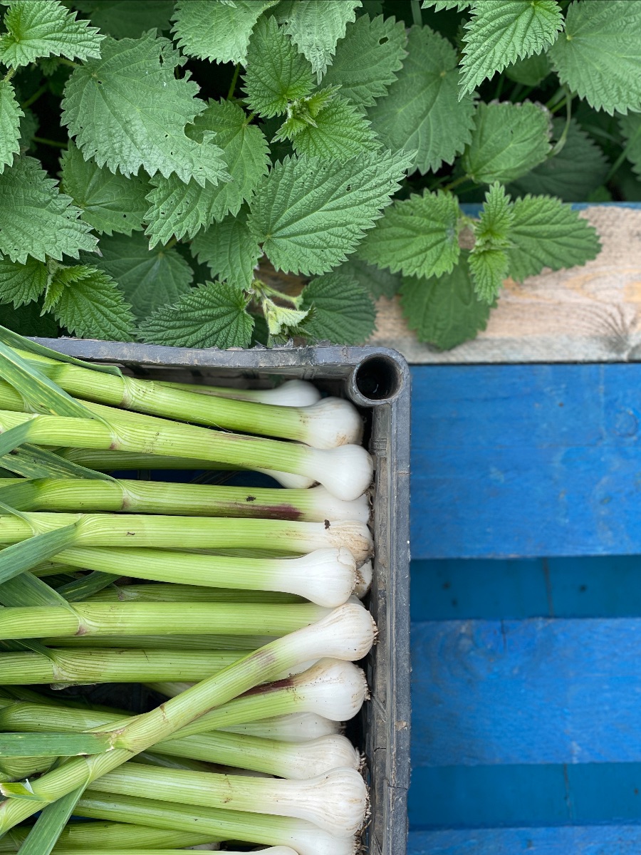 tenmilemenu's tweet photo. Time to order this week's veg 🐝 - https://t.co/eiEqQueieM

#organic #vegbox https://t.co/y7NelmpaRY