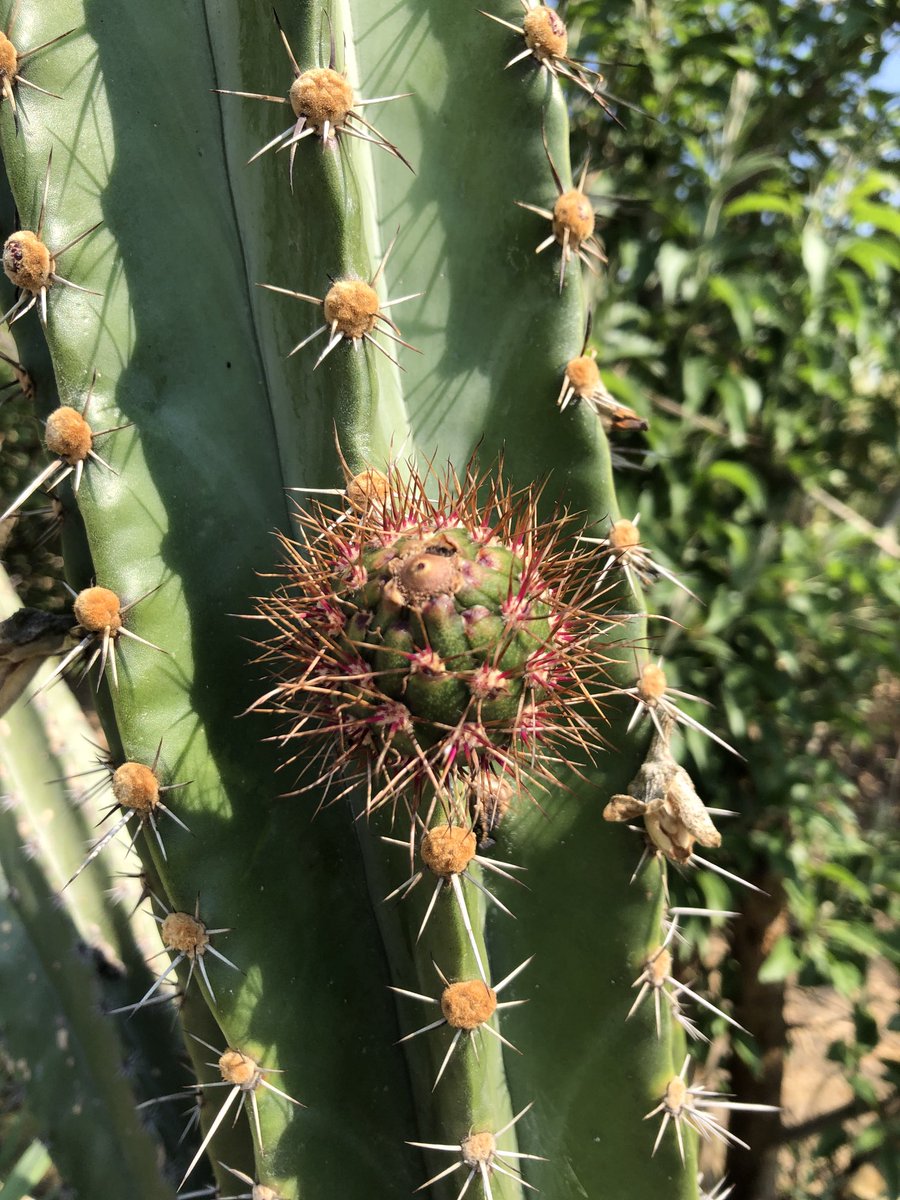 De be’w re rzulo ra btsë ri’ // En éstos meses empiezan a madurar las pitayas silvestres // During these months, pitayas start to ripe in the fields. #UsaTuVoz #ZapotecoColonial