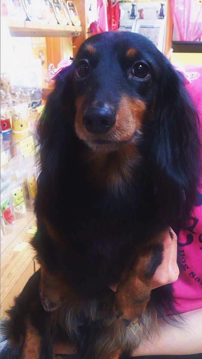 HAGUMISANN's tweet photo. 2014ねん
はぐみ8さいの
おたんじょうび会

育むに美しいと書いて
はぐみといいます

英語だとHUGMEです
私を抱きしめって
意味になります✨

テストにでます

良かったら覚えて帰ってね
はぐみより♡♡♡

＃昔　#若い頃 https://t.co/FBtidME5DS