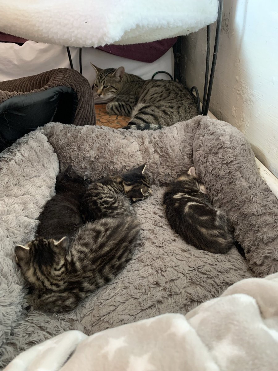 TheFictionalOne's tweet photo. I think Iβm a day late joining the fray, but couldnβt help sharing that The Kraken had kittens! Meet her spawn: Leviathan, Siren, Bear and Calypso π π πββ¬ π
#RCPath #RCPathPets https://t.co/5KiysfkHTe