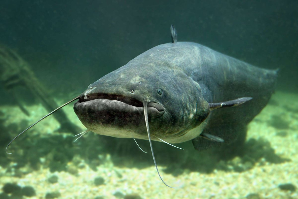 If you love to catch catfish, you know that they are great gamefish. This article goes into depth about the best time of day to catch catfish. #Catfish #Fishing 

wfy.ai/3y9tdQM