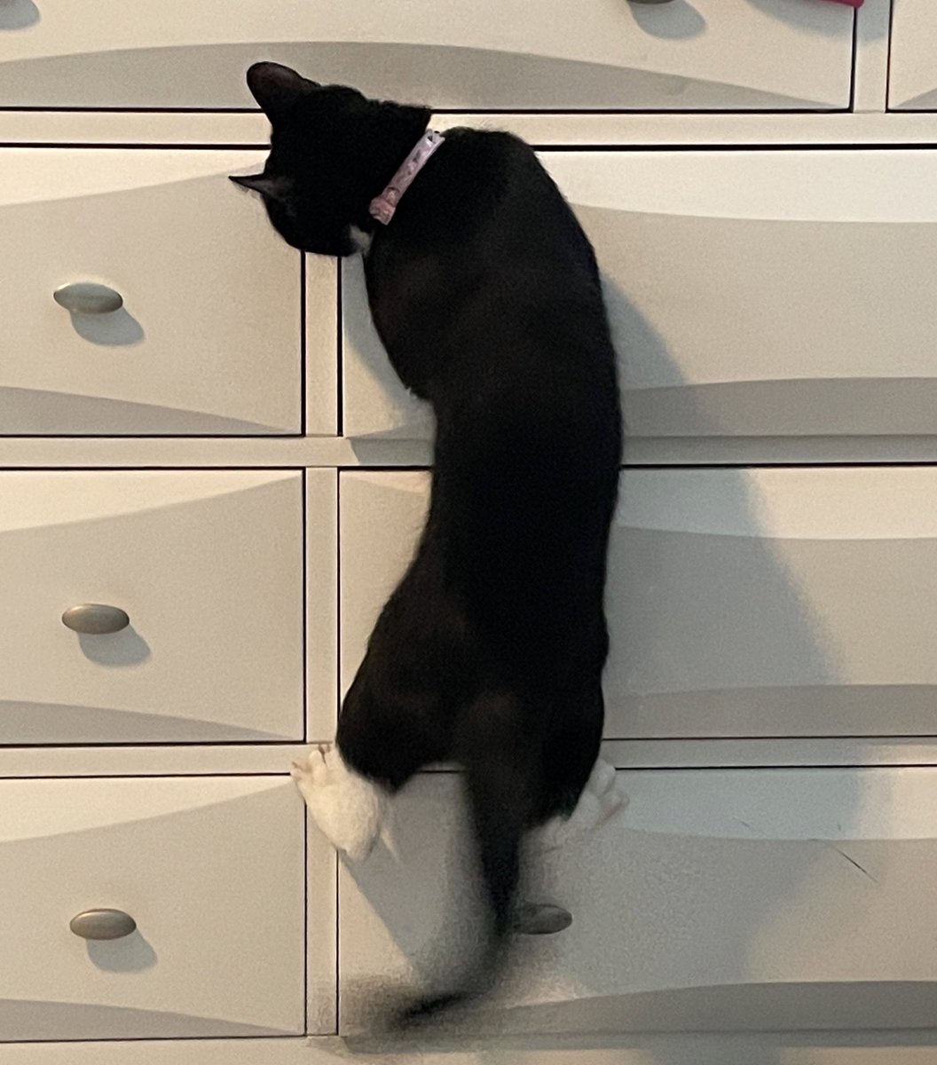 #CatsofTwittter #CatsOfTwitter