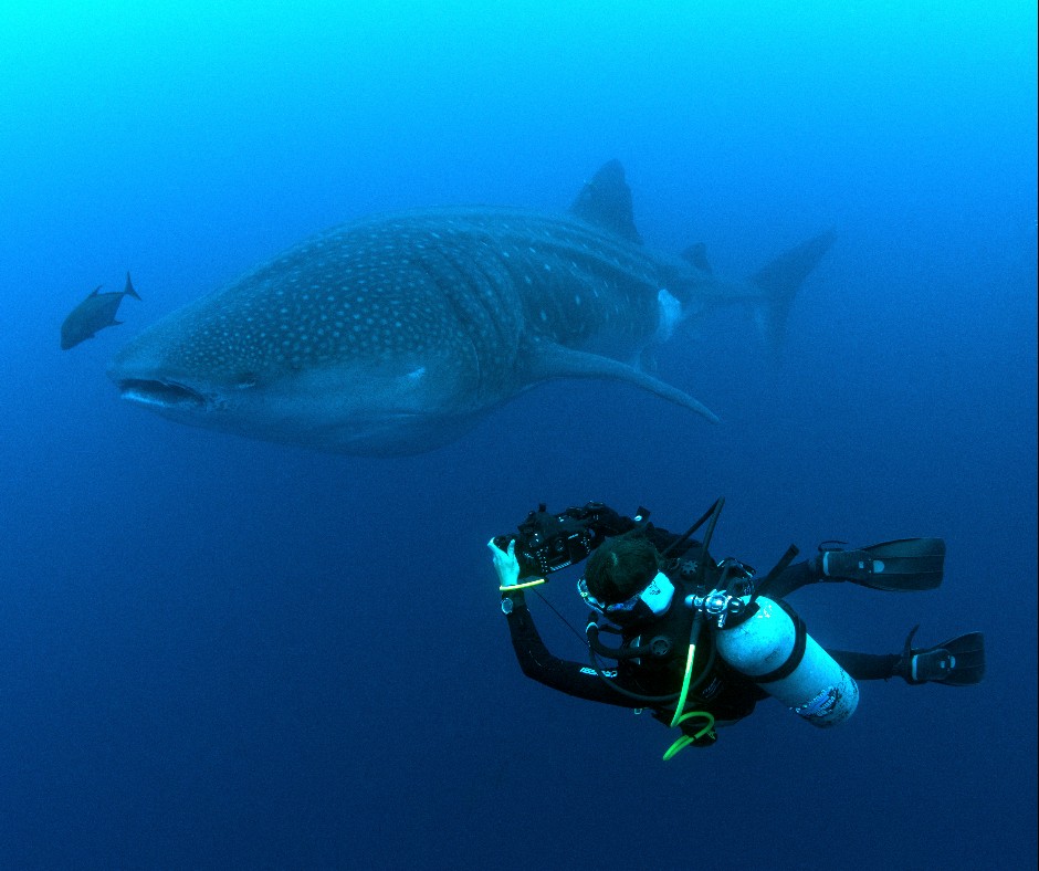 diveworldwide's tweet photo. Join us on the 17th May as our speakers share what makes diving in the Galapagos so special. They will introduce our Galapagos Whale Shark Expedition trip, and give us an insight into the local whale shark population which includes pregnant females!

https://t.co/BO1H1s1ZW9 https://t.co/pi8c0DMqqs