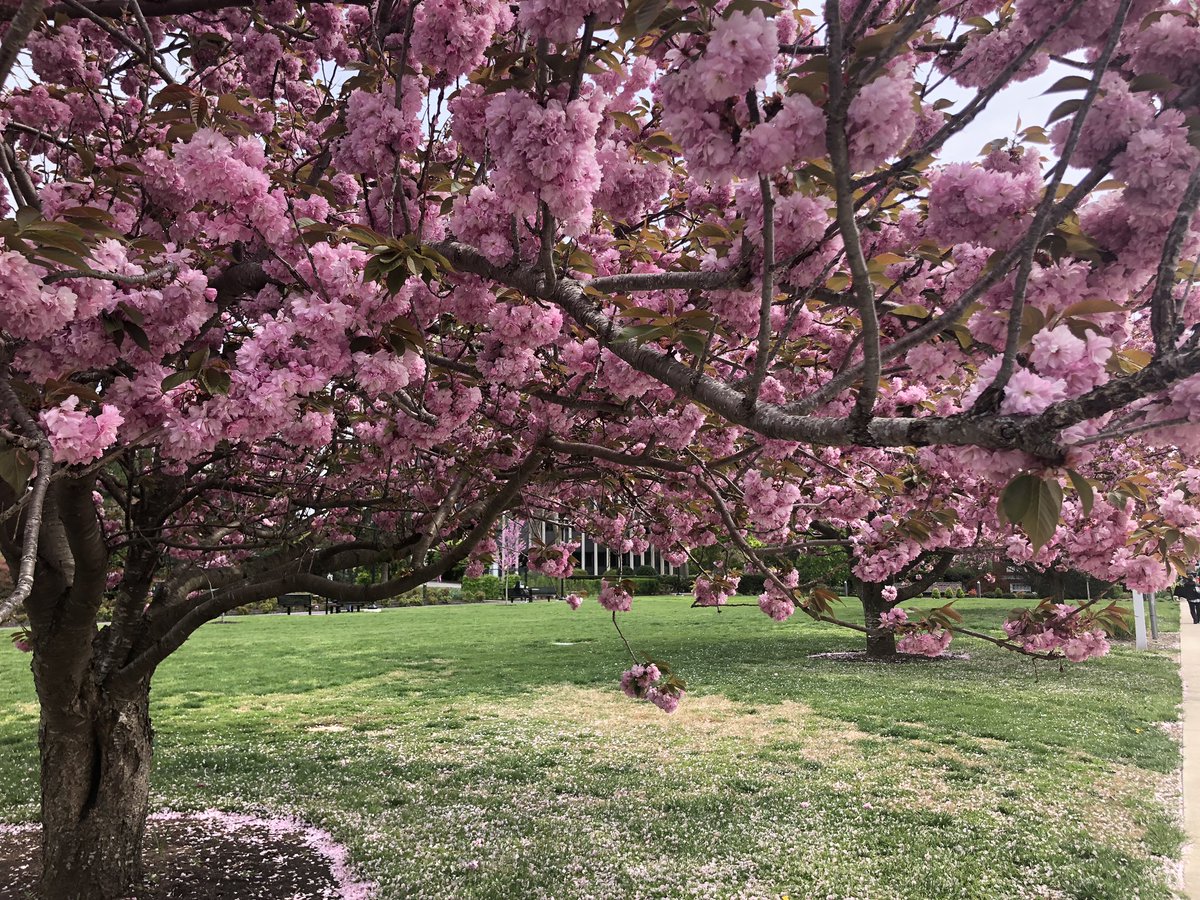 AdelphiU's tweet image. We love #SpringAtAdelphi! 🌸