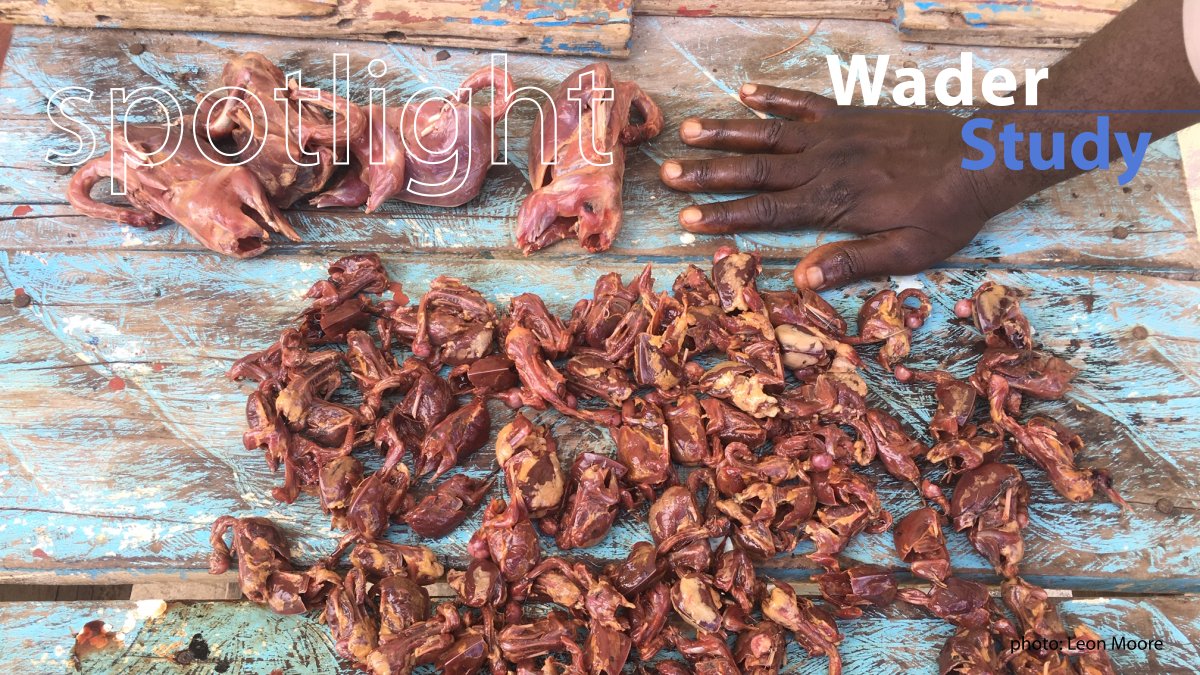 Shorebird hunting in Guyana

The paper by Andres et al. under the spotlight.

Spotlight: waderstudygroup.org/article/15963/
Paper: waderstudygroup.org/article/15928/

#openaccess #waders #shorebirds #ornithology 
<a href="/DebbieBuehler/">Deborah Buehler</a> <a href="/barbalink/">Barbara Frei</a> <a href="/USFWS/">U.S. Fish and Wildlife Service</a> <a href="/environmentca/">Environment Canada</a>