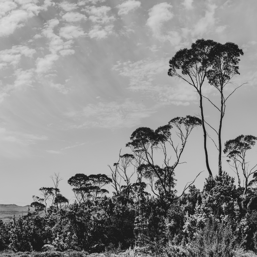 “How do we ever make right what we’ve done as a species? When we talk about mass extinction. How do we make that right?” 🥀

#climatechange #climategrief #themagnitudeofallthings