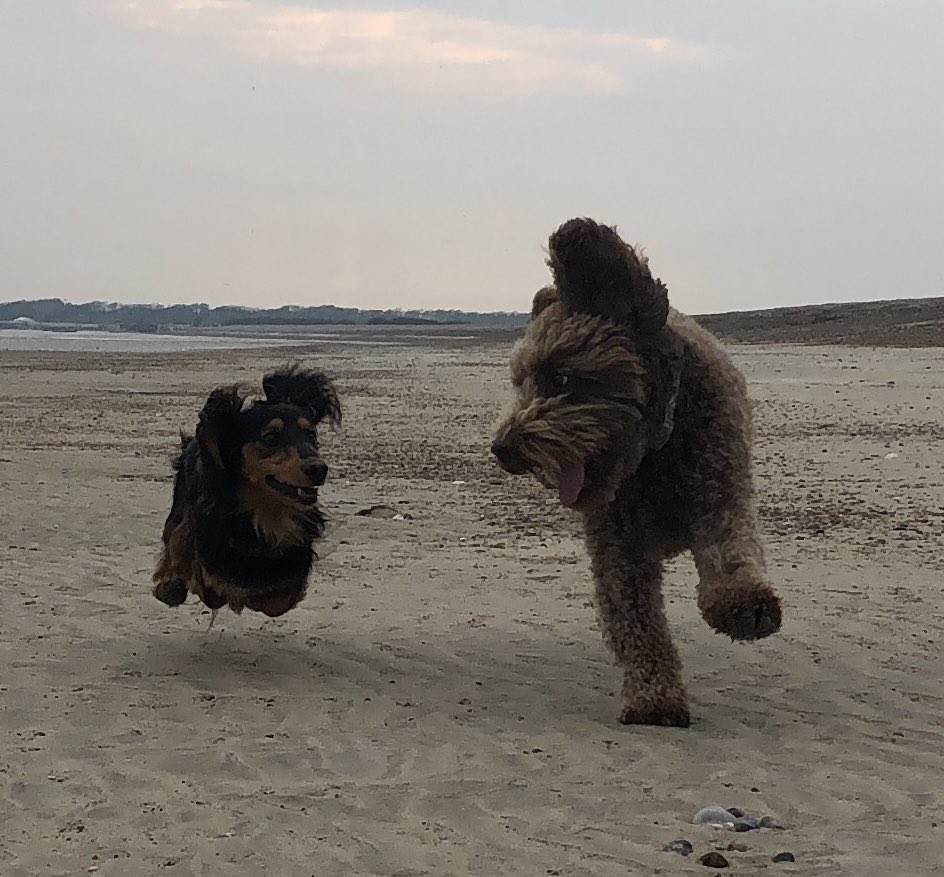 RanieriDog's tweet photo. Life’s a beach… 🏖 https://t.co/NIlP9aVFsn