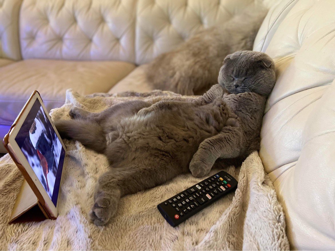 AdamBergNBC6's tweet photo. Lucas and Daddy Duke will be on television Wednesday morning. Be sure to watch @nbc6 at 5:40am and 6:40am. Add #ItsTimeToWalkFluffy when you post your pics, or you can tag me. If you can’t get us on tv, you can stream us here https://t.co/BULbACpLja https://t.co/BsH3DK6I73