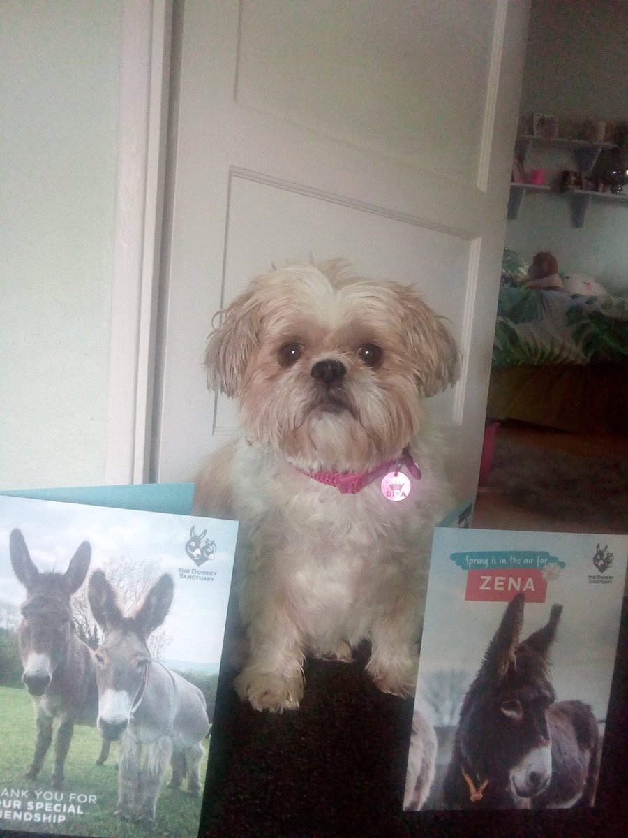 natalievaness15's tweet photo. I got a Spring pupdate from me donkey, Zena! π¬ She haz let me know how shez doin (enjoys moseyin around fields, makin new pals, and stealin fings. She iz my spirit animal π)
#springtallulah https://t.co/6NoJMrNqYk