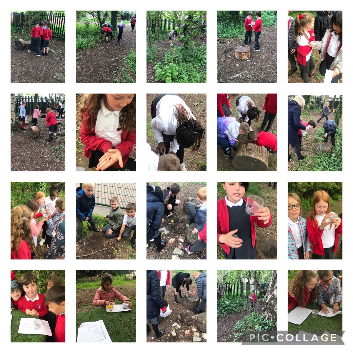 MrsP_OLOS's tweet photo. Sycamore Class went out on an “invertebrate hunt” in Science today and they all worked really hard as a team to find and classify them! #teamwork #Science #outdoorlearning @olos_armthorpe https://t.co/o83da5b9Tt