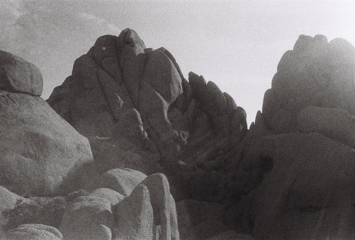PhotographyPoff's tweet photo. Joshua tree b&amp;w #joshuatree #35mmfilm https://t.co/irF6oZ0SuU