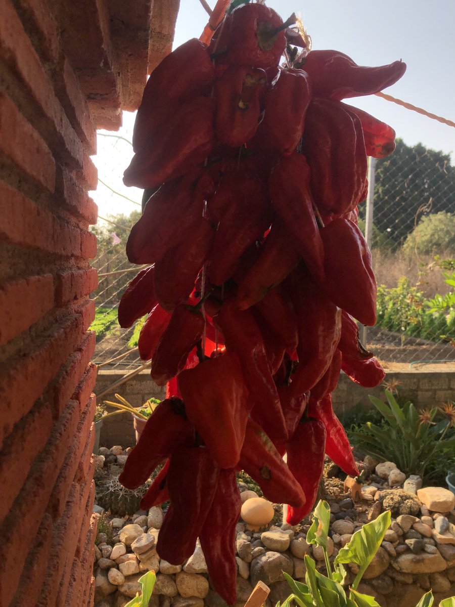 Ske rbiz de ginia’ te rakdemë ginia’ts // Los chiles de agua se cuelgan a la intemperie para un secado uniforme // De agua chili pods are hung to dry evenly #UsaTuVoz #ZapotcoColonial