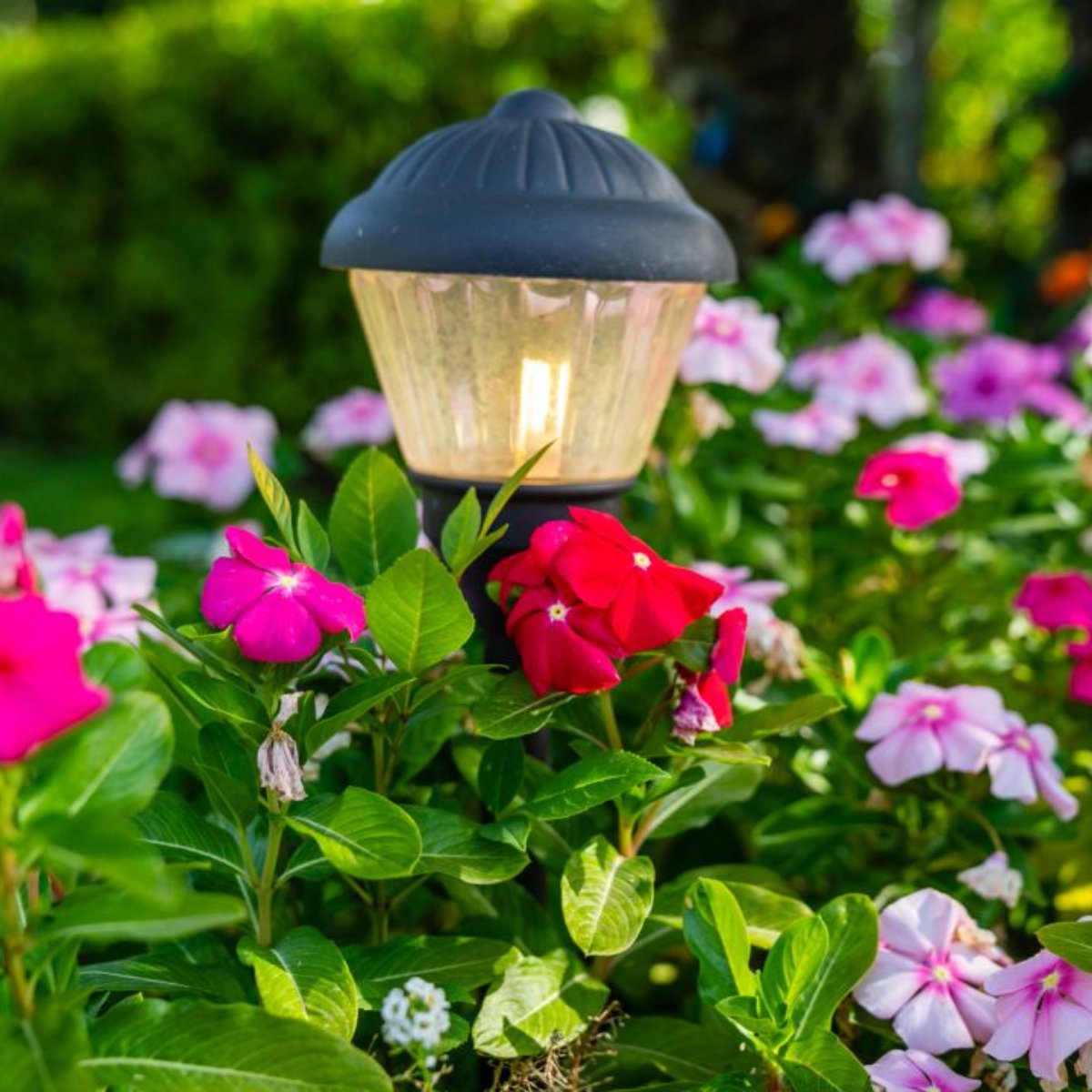 GotLights_tx's tweet photo. Installing your landscape lighting is our job, but helping to make your life easier is our passion. Give us a call to schedule an appointment at your convenience: (512) 394-1990. #GotLights https://t.co/mBS7ilKYdV