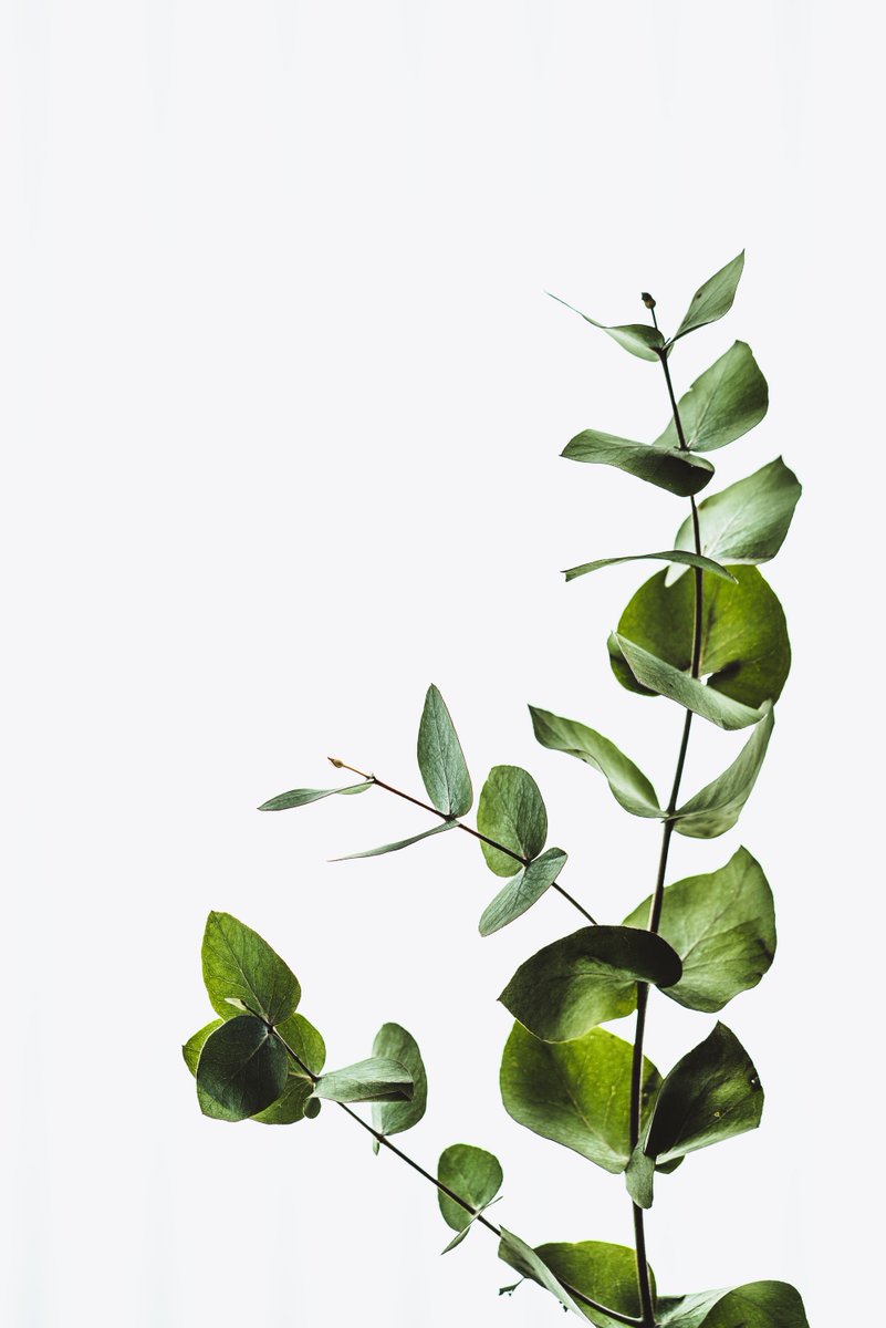gomaxhoa's tweet photo. Plants with Purpose https://t.co/ALKIt9UeKQ #hoa #owners,boards https://t.co/jOwhVa7DDl