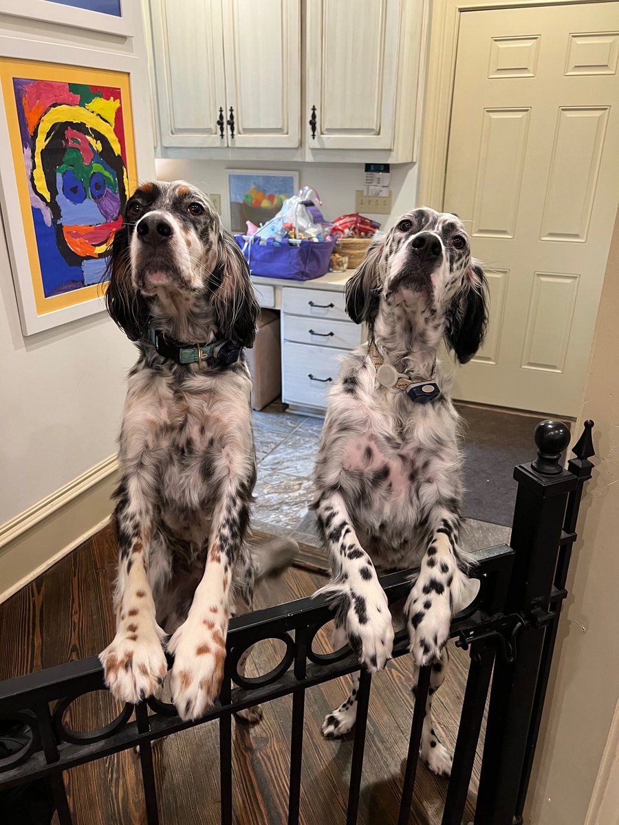 mindvolt's tweet photo. If you’ve ever been on a video call with our team, it may have been interrupted at some point by one of the many #DogsOfMindvolt. #SEO master Arla’s two English setters, Maggie and Lollie, don’t mind working long hours or taking long naps on rainy days. #Marketing https://t.co/qeOpGbEqQT