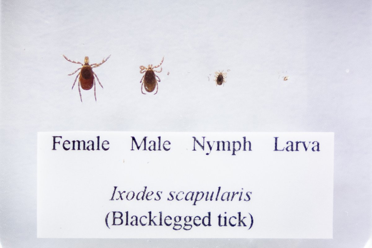 PAHealthDept's tweet photo. Ticks are small but can cause BIG problems, like Lyme disease and other tick-borne illnesses. Protect against tick bites: https://t.co/9L0UE1R4u8 #PATickTalk https://t.co/SELMfDyPVU