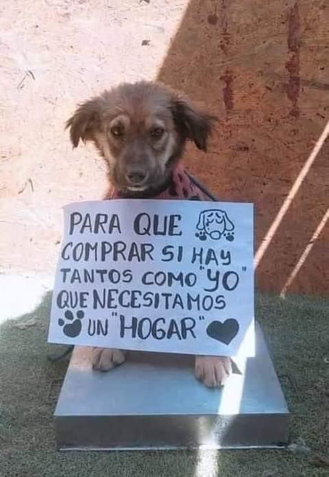 PerroUsuario's tweet photo. Así de simple RT @EAstigue:  #AdoptaUnoSinCasaNoCompresUnoDeRaza ❤🐶❤ https://t.co/LXLwlvXfof