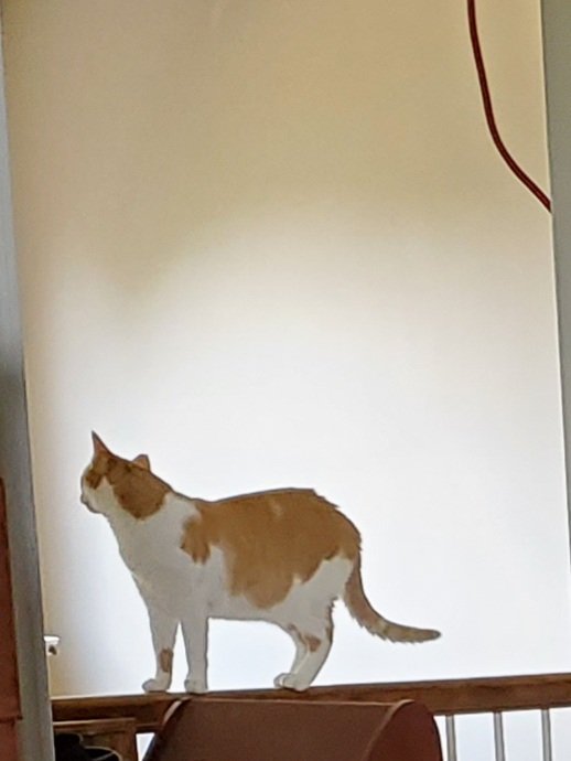 I thought it would be okay to buy this house because I didn't have any little kids that would play on the balcony.