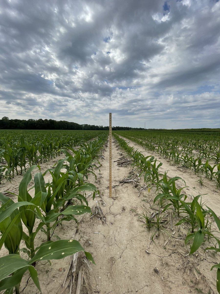 Checking out Starter Fertilizer Test Plots today, and the results are looking strong.