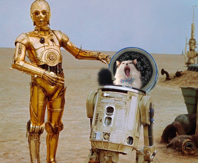 spaghettisoph's tweet photo. May the Fourth be with you! #StarWarsDay #OreoCat #MayThe4thBeWithYou https://t.co/7SmKb4Jbar