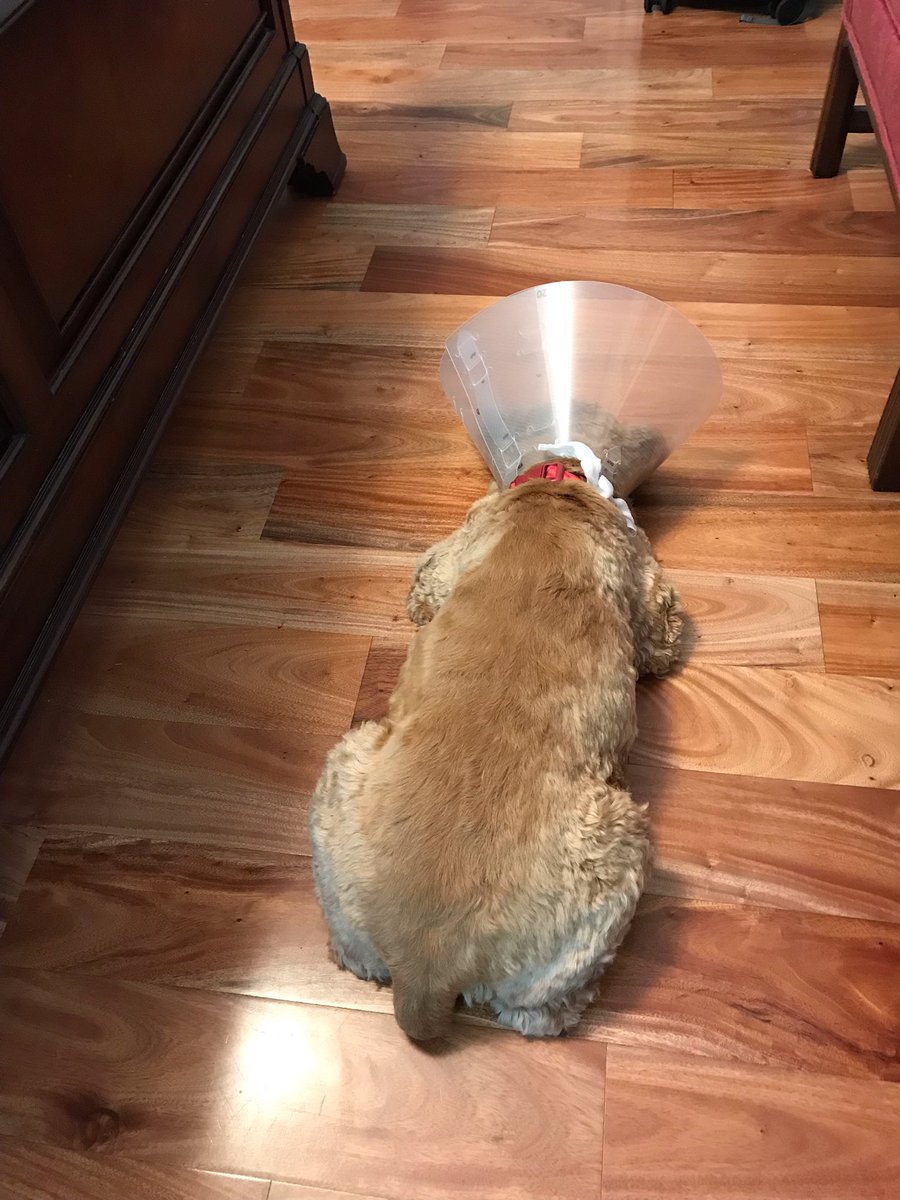 TheoCocker's tweet image. The world is too scary some days. Hope you are all hanging in there, pals ❤️ I gave myself an eye abrasion and now have a dumb cone 🙄 Sorry we've been so absent lately, but we sure enjoy keeping up with our buddies so thank you for that 🥰