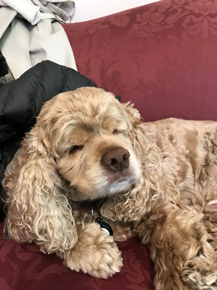 TheoCocker's tweet image. The world is too scary some days. Hope you are all hanging in there, pals ❤️ I gave myself an eye abrasion and now have a dumb cone 🙄 Sorry we've been so absent lately, but we sure enjoy keeping up with our buddies so thank you for that 🥰