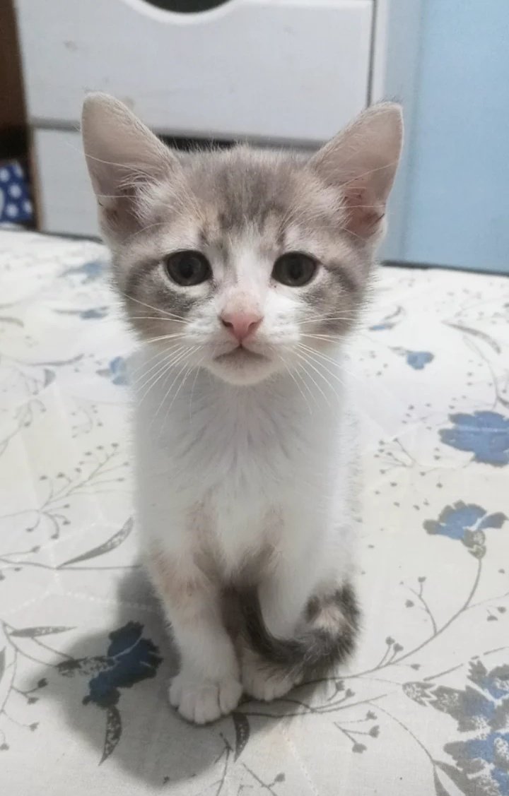 msdlara98's tweet photo. cómo pude haber gente que no le gusten los gatos mira esa caritaaaa https://t.co/ugda5OJiXk