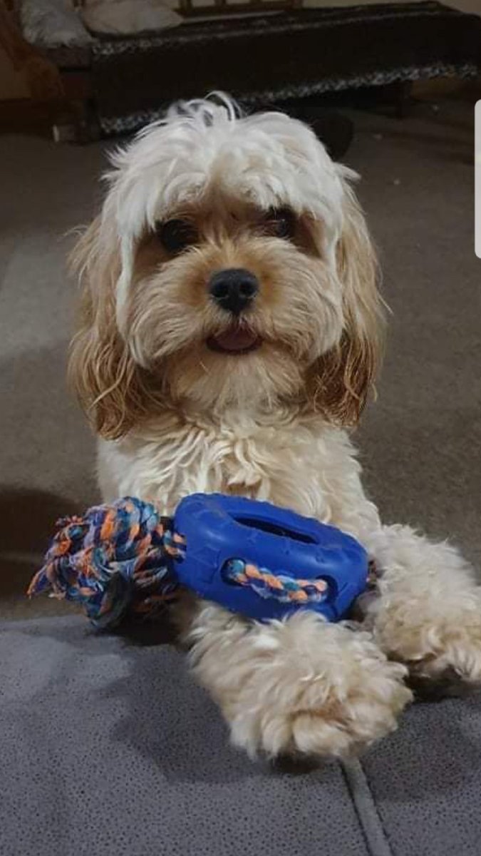 Kevinat0rE's tweet photo. @cyta_NFT @betty_nft @elle_nft_ Just a fluffy good boy ready to party 7 days a week. 100% worthy of my Twitter handle https://t.co/Em0z7lYtac