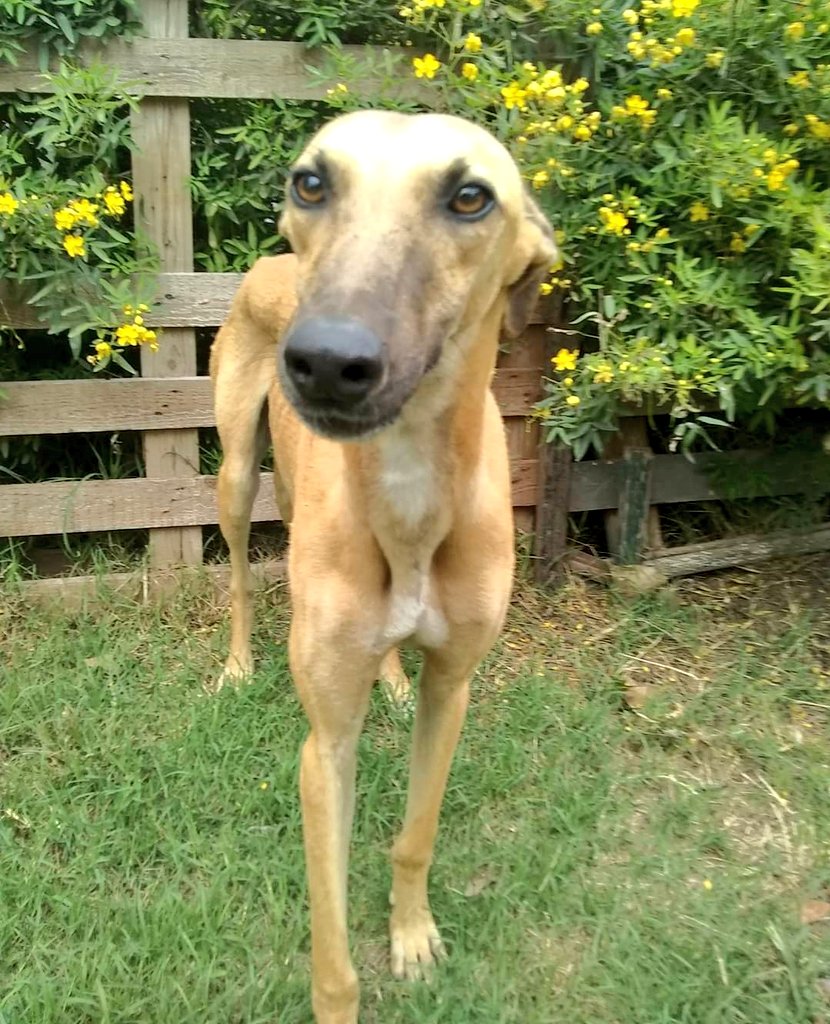 Todo el tiempo buscamos nuevos y más hogares de tránsito y definitivos. Si querés convertirte en la persona que le brinde buena vida a un galgui quizás por primera vez y para siempre o mientras espera casa definitiva, sumate 🏠
Igor💛 y muchos más quieren venir,  buscan familia.
