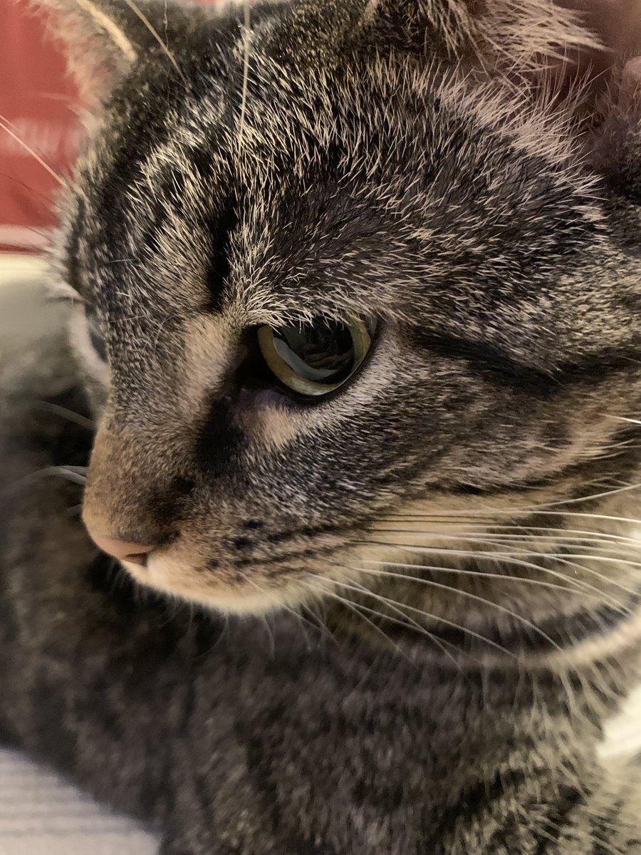Labios_de_Pan's tweet photo. @snuffyowo This is Sparrow. https://t.co/ebUN4tPul5