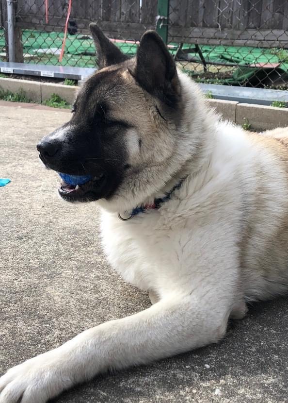 Sky #140790, an intelligent puppy who landed himself with a poorly matched family - so now at 11 MONTHS OLD he dies Saturday @Nycacc. He needs an active family to train and challenge him mentally and physically. Pledges <a href="/TomJumboGrumbo/">Keith Olbermann's Dogs</a> PLEASE RT SKY! facebook.com/mldsavingnycdo…