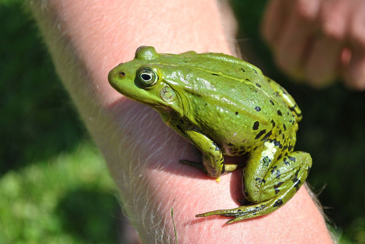 c0nc0rdance's tweet photo. WHAT IF EVERYTHING YOU KNEW ABOUT SEX WAS WRONG?

Let's talk about the WILD world of amphibian, reptile &amp; fish reproduction.

We'll start with aptly named "Edible Frog", used as a food source in France (frog legs).  Scientific name 'Pelophylax kl. esculentus'.

It's a 'klepton'. https://t.co/RrpBatXYP1