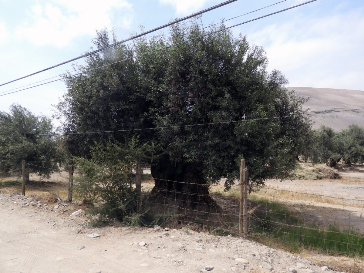 CONAF - Corporación Nacional Forestal tweet media