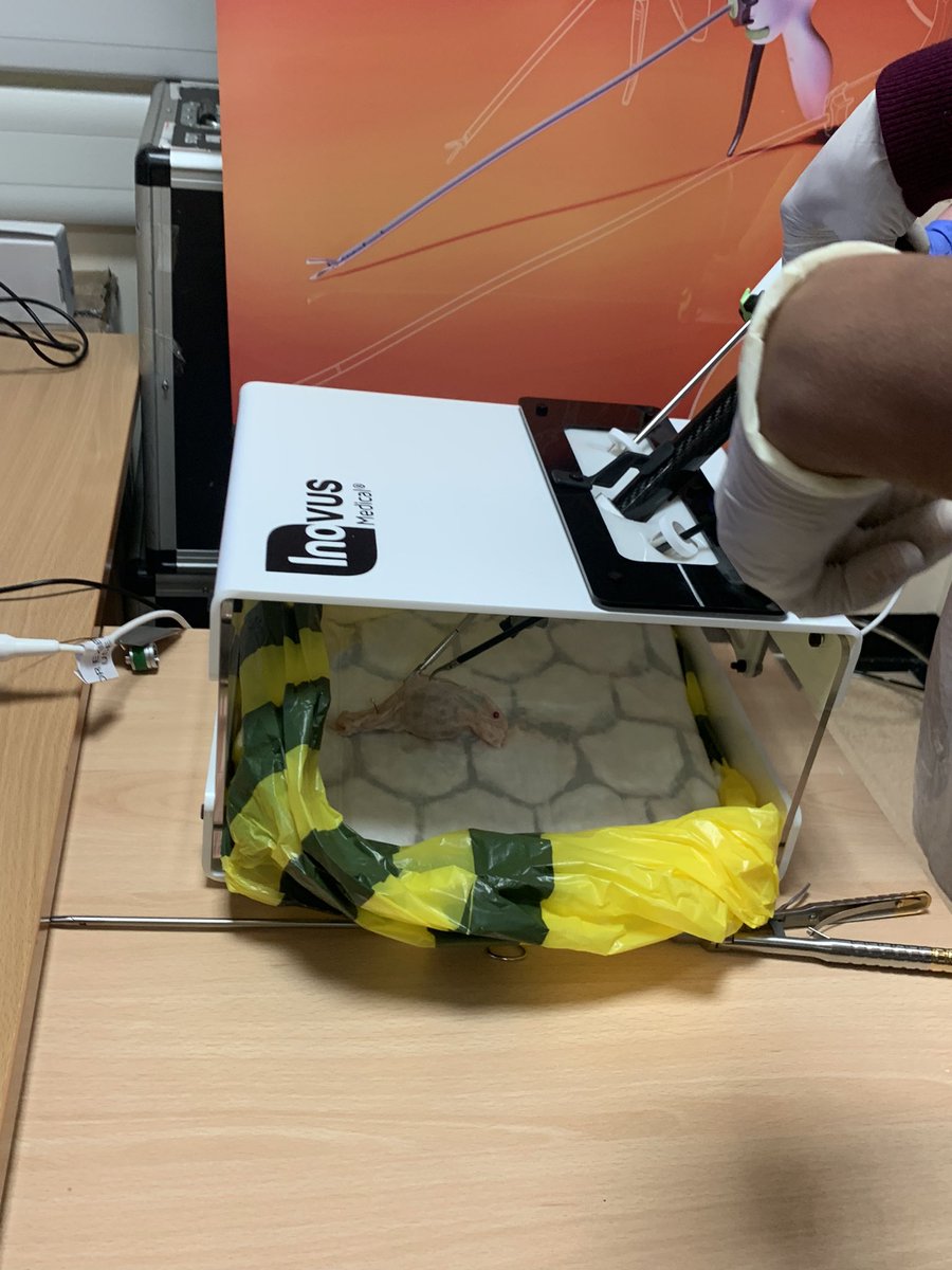 rebeccamallick's tweet photo. Another excellent #ksslaparoscopycourse @UHSussex @BSUHSimulation Today was a wet lab session with the ST1/2s. Great salpingectomy/ cystectomy+ electrosurgery skills!! Thanks @BOWAMEDICALUK & @Inovusmedical for their support! excellent faculty @bbmidd Ben George Louise https://t.co/oYQll4woVc