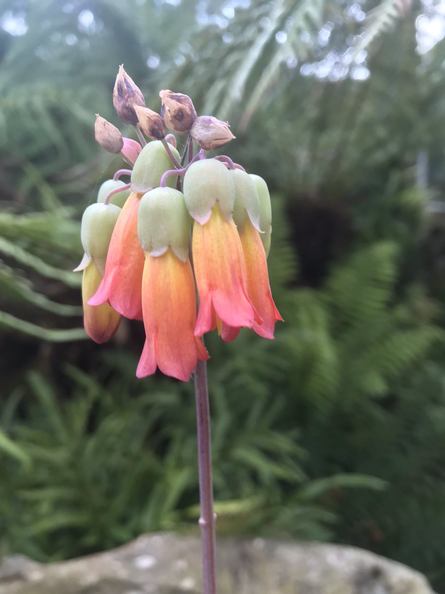 MikesRarePlants's tweet photo. About a year ago I commented on this plant flowering for Philip Oostenbrink and he kindly gave me a small plant , Sooo chuffed at the weekend to see it in flower ( kalanchoe richaudii ) https://t.co/eKBZIM7qQC