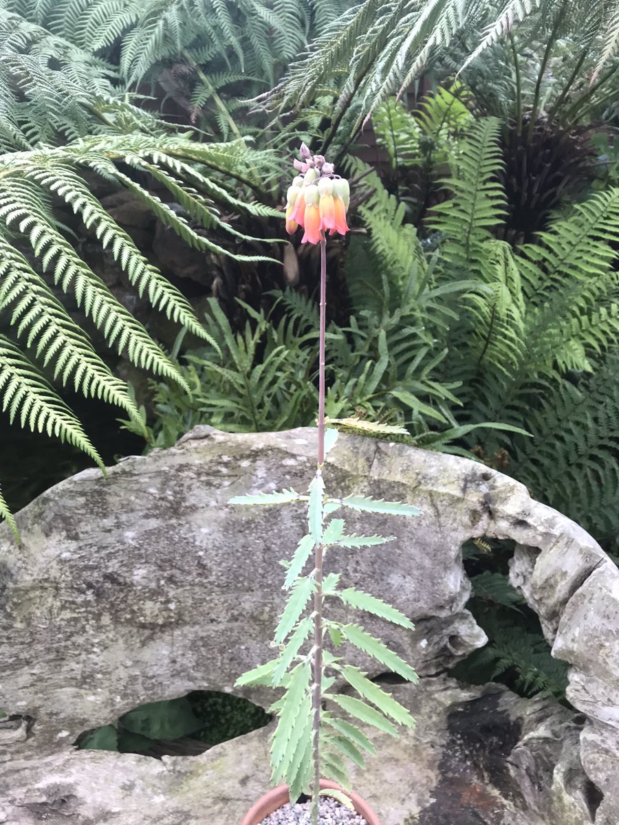 MikesRarePlants's tweet photo. About a year ago I commented on this plant flowering for Philip Oostenbrink and he kindly gave me a small plant , Sooo chuffed at the weekend to see it in flower ( kalanchoe richaudii ) https://t.co/eKBZIM7qQC