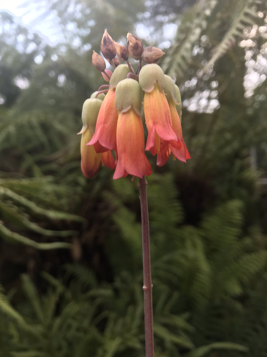 MikesRarePlants's tweet photo. About a year ago I commented on this plant flowering for Philip Oostenbrink and he kindly gave me a small plant , Sooo chuffed at the weekend to see it in flower ( kalanchoe richaudii ) https://t.co/eKBZIM7qQC