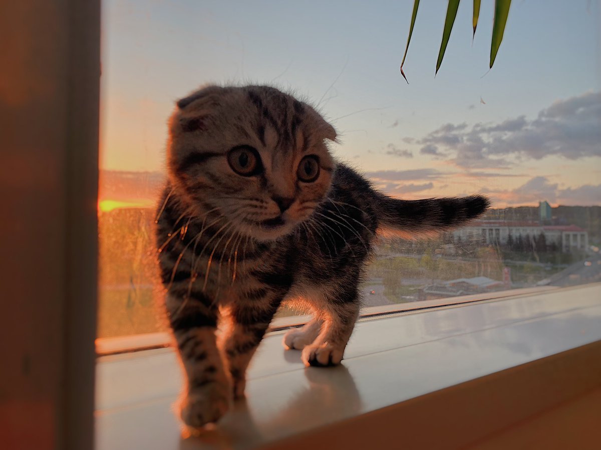pollycoins's tweet photo. @catsofinstagram @catsofinstagram https://t.co/NxwZ1TSBcK