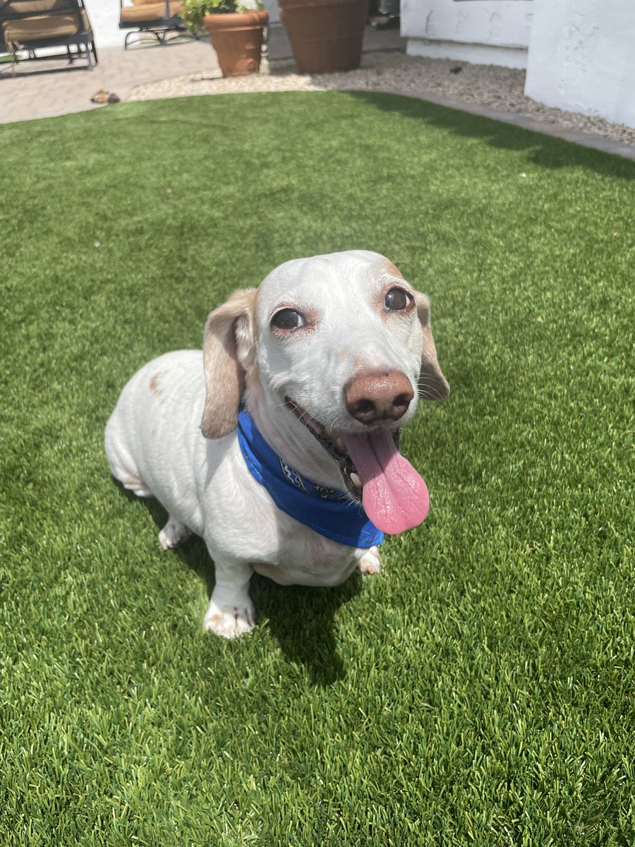 Clean ween 🧼 🌭 #dog #doggy