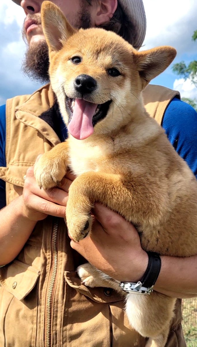 TCARPetsGA's tweet image. Finnigan the #ShibaInu puppy is looking for a home! 4 months old. For more information or to schedule a meet and greet contact 706-326-7196. #dogsoftwitter #puppylove #puppytraining #SpringVibes #AdoptDontShop