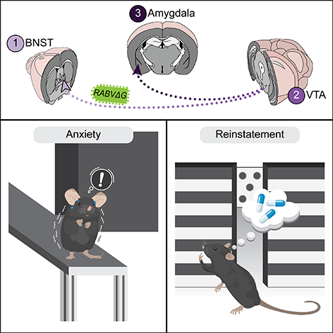 New UCI study reveals #brain circuit responsible for cocaine withdrawal-induced anxiety and relapse-related behavior, identifying a potential target for therapeutic interventions. Read more: bit.ly/3w53WV4