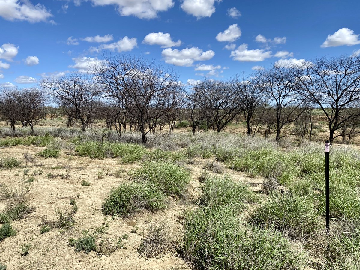 Nothing better than seeing a successful trial on a weed of national significance! Prickly Acacia is about to come up against its toughest component yet! @Bayer4VegMgtAU #woodyweeds #pricklyacacia #westernqld