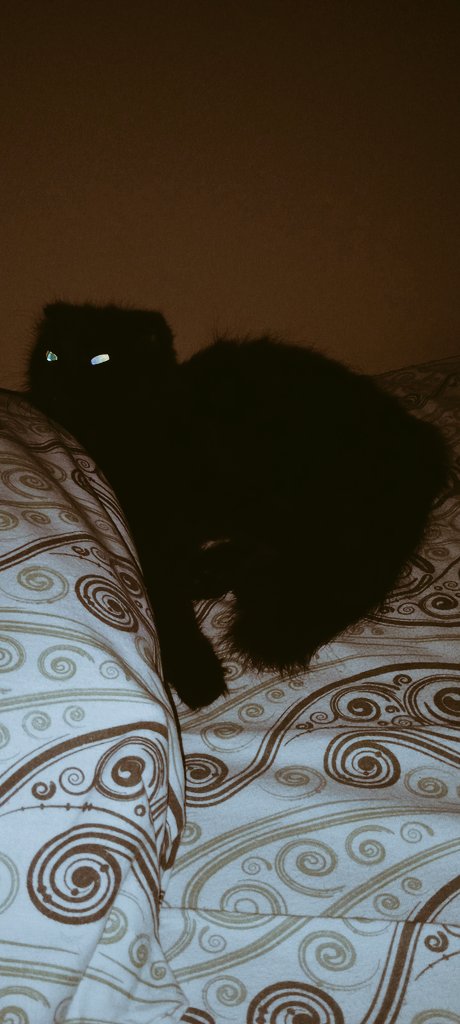 Моя ночная фурия.
Тогда я ее боюсь, она ходит бесшумно, лёгкая_ почти невесомая. И ночью в темноте ее горящие глаза.
Фильмы ужасов про полтергейст с появлением кошки не смотрю:)

#Буся
#ТибетскаяКошка