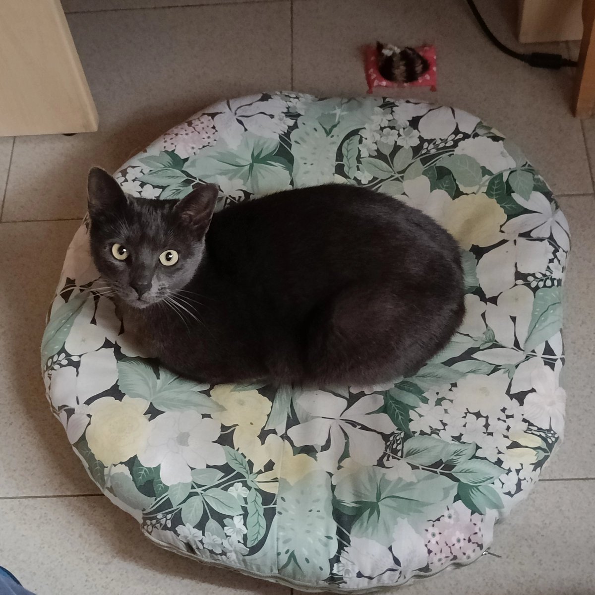 Fabio DeMaestri tweet media