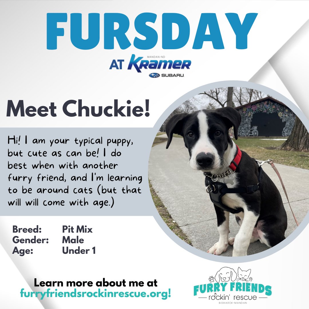 KramerAutomoti2's tweet image. 💙 Come meet Chuckie this Fursday at #KramerSubaru. 

Schedule your service appointment or test drive on Thursdays to meet some of the cutest rescue animals in Bismarck. 
☎️ (701) 401-8871
🖥️ bit.ly/3gVEMRH
#FurryFriends #KramerFamily #MandanND #Fursday