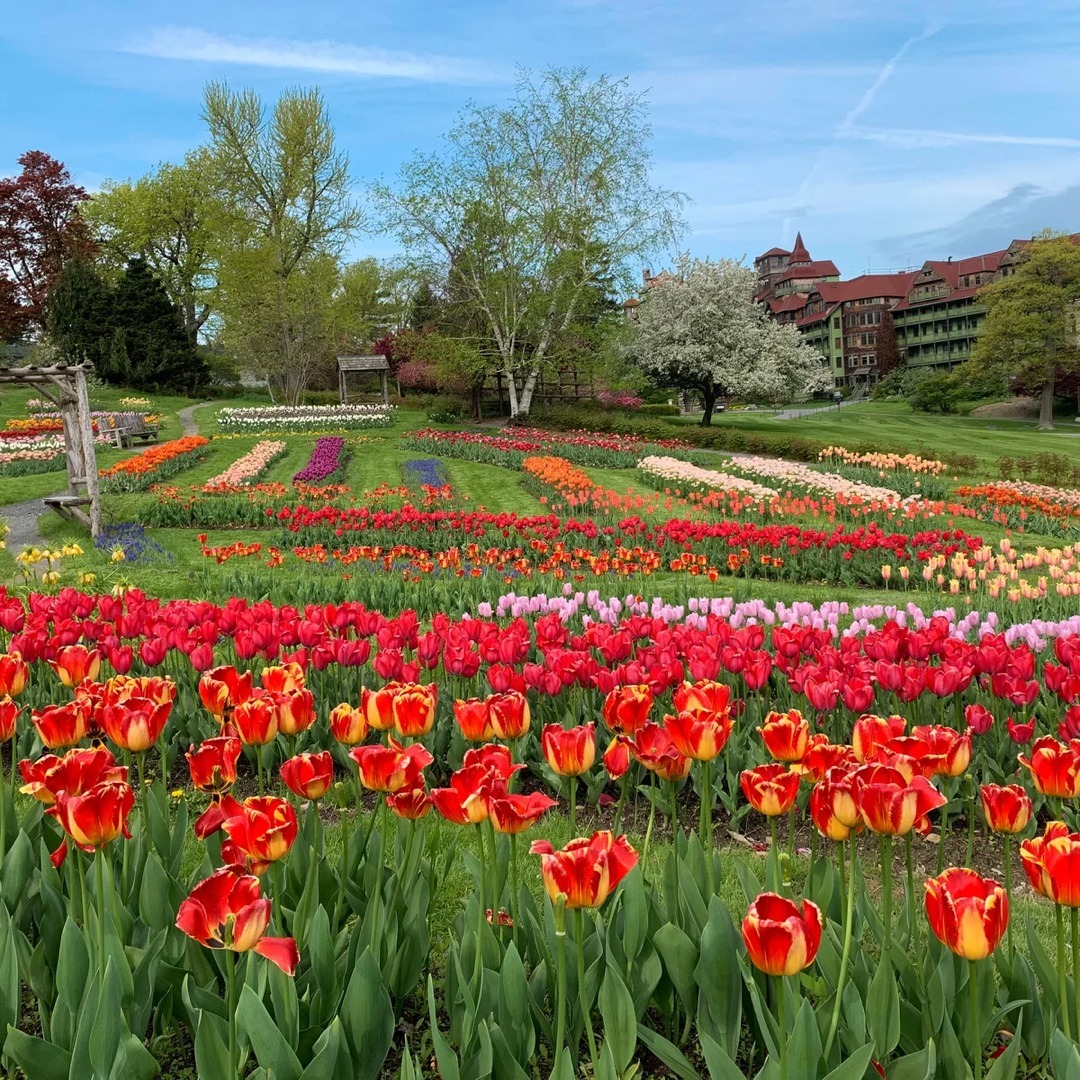 VisitUlsterCnty's tweet photo. It's officially tulip season at Mohonk Mountain House! Make plans to experience the wonder and beauty of the Tulip Festival, running through May 8. 🌷☀️❤️
:
#Seekforyourself #NewPaltzNY https://t.co/OrsQD97wL9