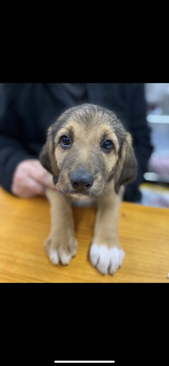 sospelinesprote's tweet photo. Cachorros de dos meses buscan familia. Son cruces de caza, pesarán sobre 20 kg. Están en A Coruña. Si quieres conocerlos, cubre el cuestionario de nuestro perfil https://t.co/vKvO4qGhjs