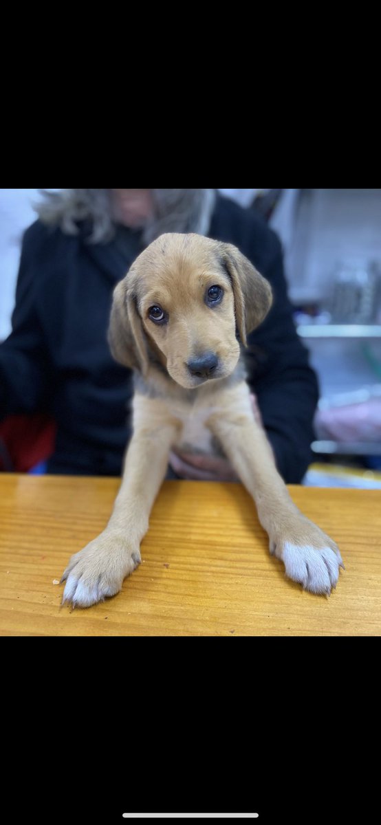 sospelinesprote's tweet photo. Cachorros de dos meses buscan familia. Son cruces de caza, pesarán sobre 20 kg. Están en A Coruña. Si quieres conocerlos, cubre el cuestionario de nuestro perfil https://t.co/vKvO4qGhjs