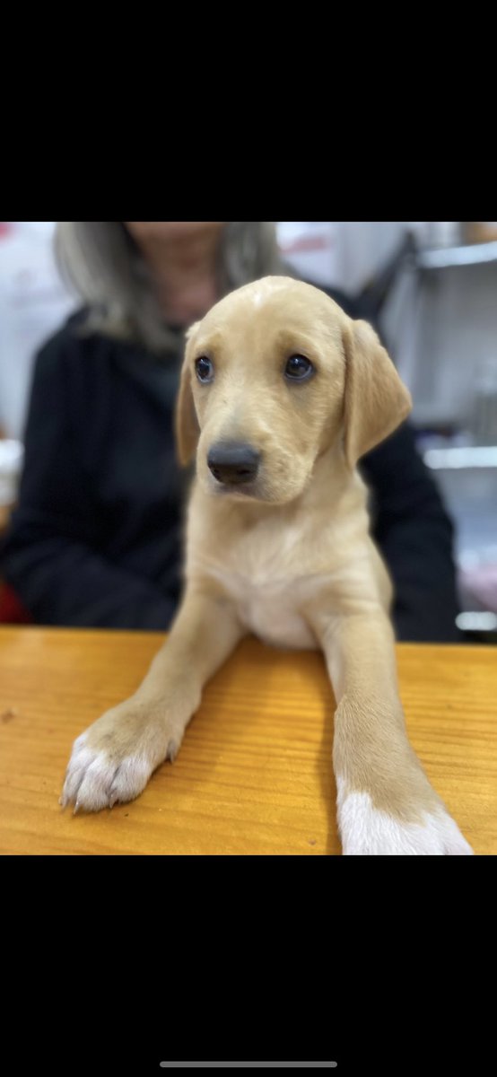 sospelinesprote's tweet photo. Cachorros de dos meses buscan familia. Son cruces de caza, pesarán sobre 20 kg. Están en A Coruña. Si quieres conocerlos, cubre el cuestionario de nuestro perfil https://t.co/vKvO4qGhjs